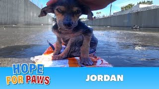 Brave little dog gets rescued from the river His recovery with Hope For Paws will inspire you dog [upl. by Lamont]