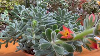 Echeveria pulvinata Frosty [upl. by Trish]