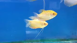 HOW TO BREED GOLD GOURAMI FROM SPAWNING TO FREE SWIMMING [upl. by Dhruv936]