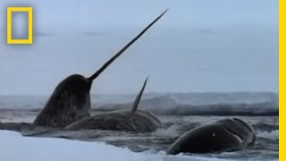 The Narwhals Mysterious Tusk  National Geographic [upl. by Nilhtac522]