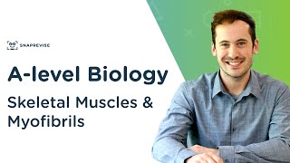 Skeletal Muscles amp Myofibrils  Alevel Biology  OCR AQA Edexcel [upl. by Colwin]