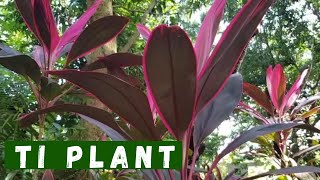 Ti Plant Cordyline  How to propagate  Plant Care amp Tips [upl. by Adnarom574]