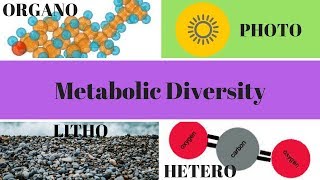 Heterotrophs Autotrophs Phototrophs and Chemotrophs [upl. by Aehsal]