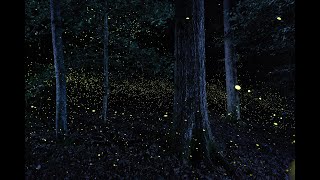 Photuris  Synchronous Fireflies of Congaree National Park [upl. by Spracklen61]