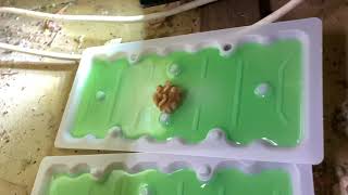 How to set out Tomcat Glue traps [upl. by Girardi517]