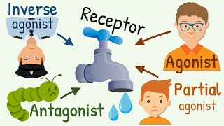 Agonist Partial Agonist Antagonist and Inverse Agonist for Receptors [upl. by Rodolph]