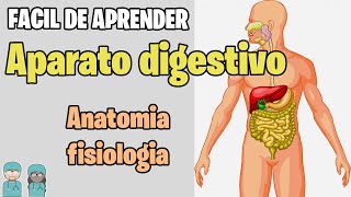 SISTEMA DIGESTIVO Resumen ✅ Estructuras y Funciones MEJOR EXPLICADO [upl. by Ulrich245]