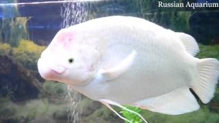 Giant gourami Osphronemus goramy [upl. by Filide]