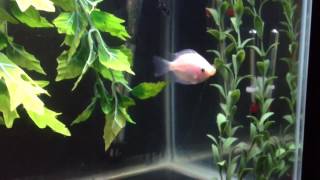 Kissing Gourami Care Guide [upl. by Eremaj]