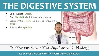 The Digestive System  GCSE Biology 91 [upl. by Bronk]