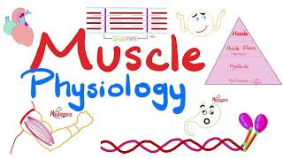 Muscle Structures  Actin Myosin  I band A band H zone M line  Muscle Physiology Series [upl. by Kenney854]