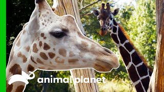 Meet The Beautiful Giraffes Of The Bronx Zoo  The Zoo [upl. by Paehpos]