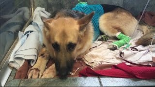 Florida Rescue Dog Saves Daughter of New Owners Life [upl. by Harriett]