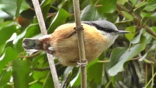 Nuthatch Bird Singing A Most Beautiful Song  Ptice [upl. by Corrina]