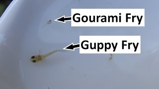 Raising and Feeding Tiny Gourami Fry [upl. by Carrew]