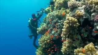 SCUBA Diving Egypt Red Sea  Underwater Video HD [upl. by Arocahs]