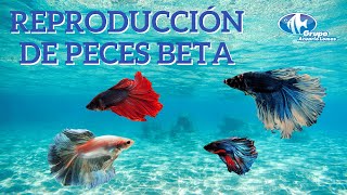 Reproducción de peces Bettas [upl. by Aidua853]