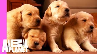 Growing Up Golden Golden Retriever Puppies  Too Cute [upl. by Aehc722]