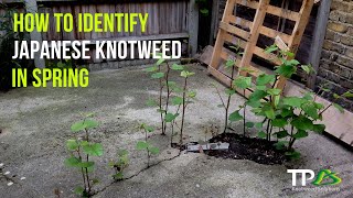 How To Identify Japanese Knotweed In The Spring [upl. by Cullie548]