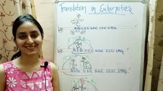 Translation in Eukaryotes  Lecture 12 [upl. by Cherry]