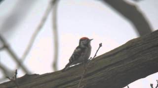 Lesser Spotted Woodpecker drumming [upl. by Jay976]