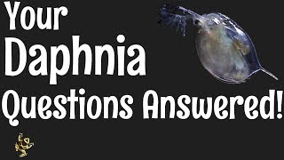 Daphnia Questions Answered [upl. by Aihgn]