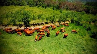 Cómo Construir una Empresa Ganadera Rentable  TvAgro por Juan Gonzalo Angel [upl. by Hurlow106]