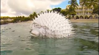 See How a Pufferfish Blows Itself Up Puffer Fish Puffing and Floating in Hand Net while Snorkeling [upl. by Shieh]