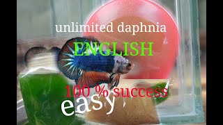 daphnia moina culture Easy way Unlimited production English  with sub Green water Chlorella [upl. by Ardiedak392]