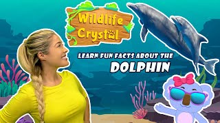 Dolphin Facts [upl. by Yenahc]