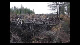 Beaver Dam Collapse Update 2018 [upl. by Serge479]