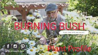 How to Grow Burning Bush  Plant Care [upl. by Flemings]