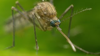 Mosquito Life Cycle  UHD 4K [upl. by Amberly976]