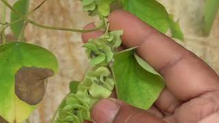 Medicinal Plants Documentary PATHA Cissampelos pareira L [upl. by Wanfried]