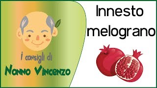 INNESTO MELOGRANO [upl. by Berenice16]