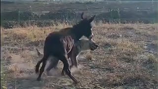 Hyena messed with a wrong donkey and learned a great lesson [upl. by Isayg]