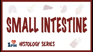 Small Intestine Histology [upl. by Anni]