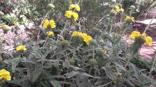 Phlomis Fruticosa in Graces Garden [upl. by Eilrebmik]