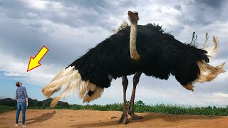 10 BIGGEST BIRDS In The World [upl. by Aynatal]