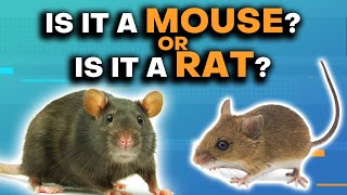 Mice amp Rats Whats The Difference [upl. by Aronek]