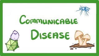 GCSE Biology  Communicable Disease 34 [upl. by Koball21]