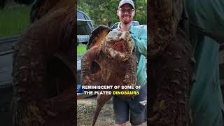 Alligator Snapping Turtle  The Prehistoric Turtle [upl. by Mylander506]