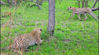 Cheetah Walks Right into a Leopard [upl. by Mashe]