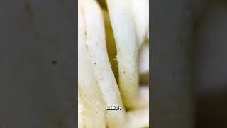 Fact OR CAP  Microscopic MITES in 2 minute Noodles [upl. by Jarrod]