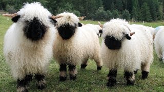 Valais Blacknose Sheep  World’s Cutest Sheep [upl. by Luapnoj]