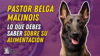 PASTOR BELGA MALINOISALIMENTACIÓN [upl. by Lyndsie]