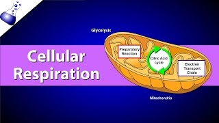 Cellular Respiration [upl. by Airogerg]