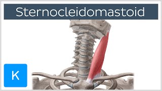 Sternocleidomastoid Muscle Function amp Anatomy  Human Body  Kenhub [upl. by Dorthea20]