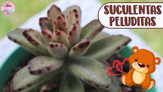 15 SUCULENTAS PELUDAS TAN BONITAS COMO UN OSITO DE PELUCHE │Candy Bu [upl. by Naenej]