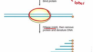 DNase Footprinting Assay [upl. by Frans]